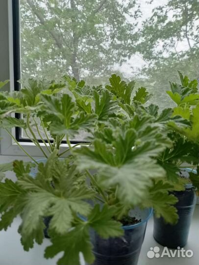 Герань лимонная