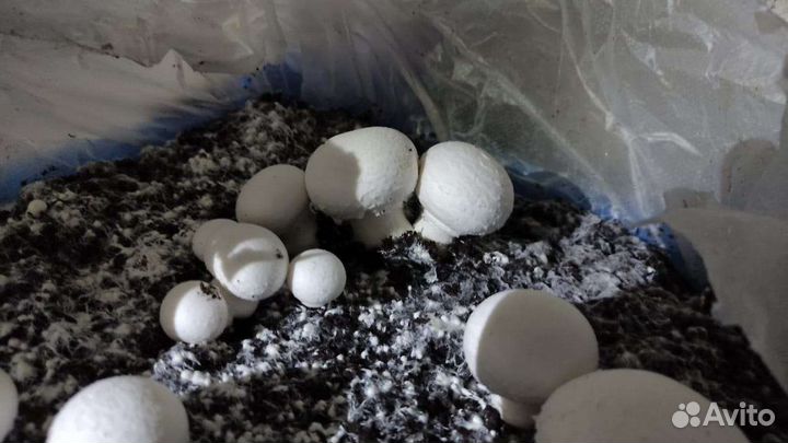 Субстрат (компост) Шампиньонов