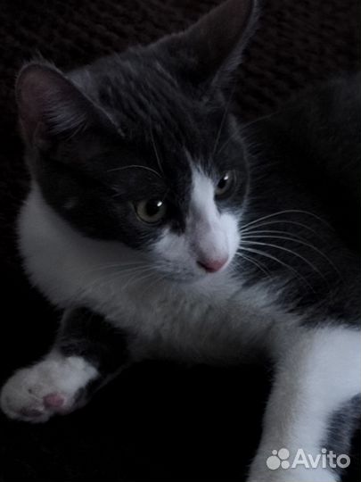 Коты в добрые руки