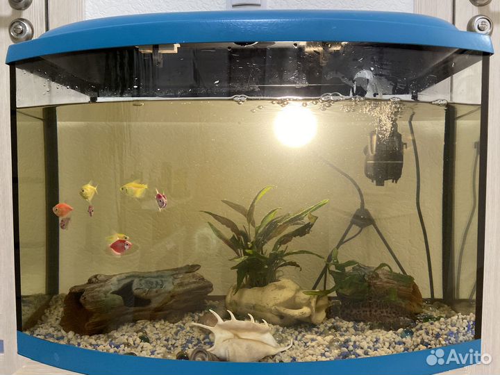 Аквариум с рыбками