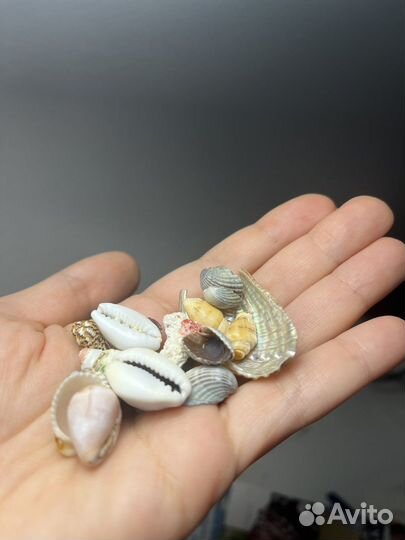Ракушки для декора или поделок