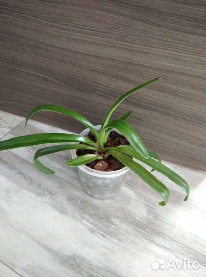 Орхидея пафиопедилум