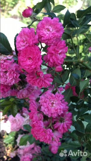 Саженцы роз