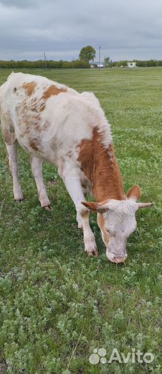 Телка.сементал 1год 5