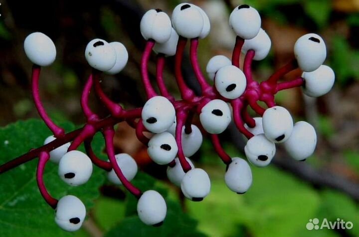 Воронец белый