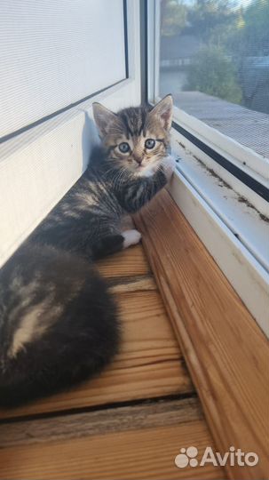 Котята ищут дом