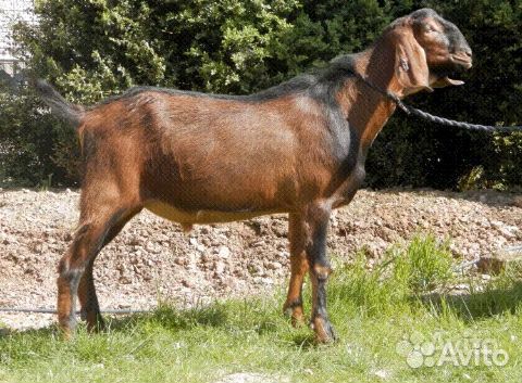 Продается козел