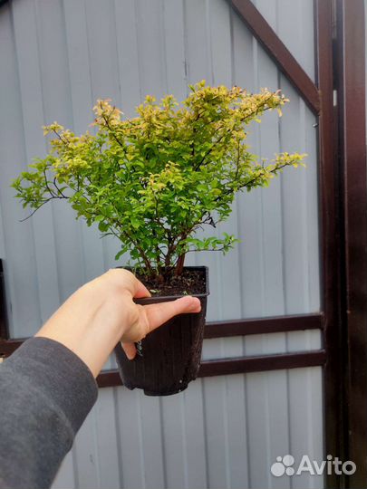 Спирея Рейнбоу