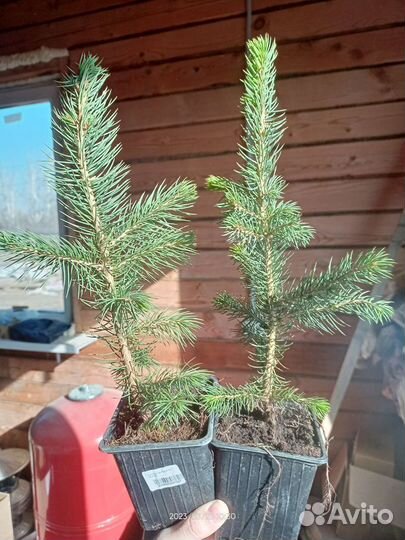 Ель голубая кейбаб Р9