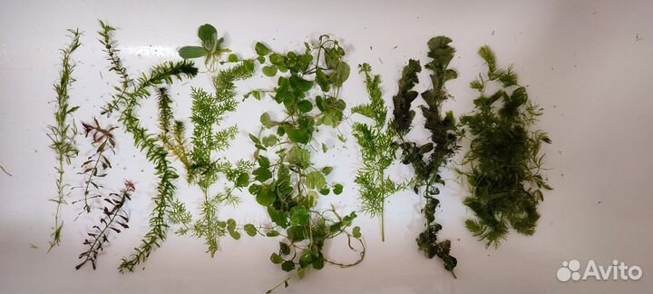 Аквариумные растения