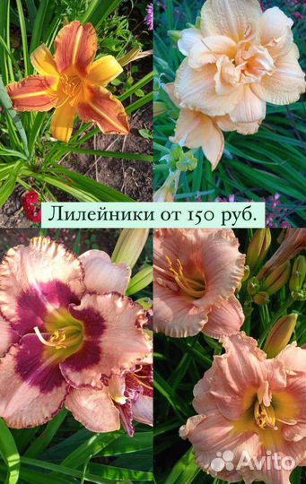 Многолетние цветы, кустарники, хвойники