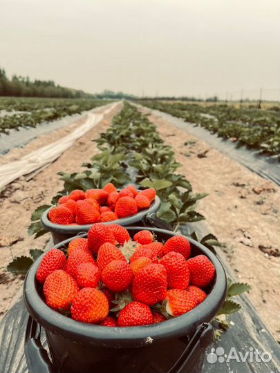Продам свежую клубнику из Киргизии