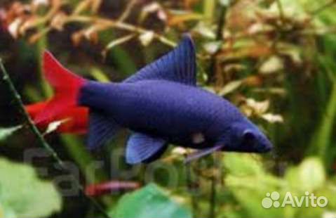 Пресноводные рыбки