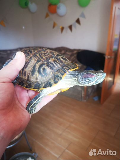 Красноухая черепаха бесплатно