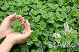 Мята сортовая