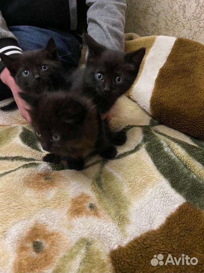 Котята