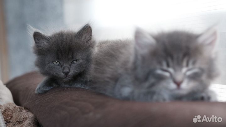 Котята сибирской кошки