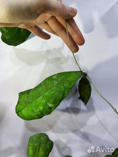 Хойя Lata iskandar close a