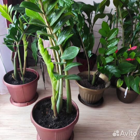 Замиокулькас