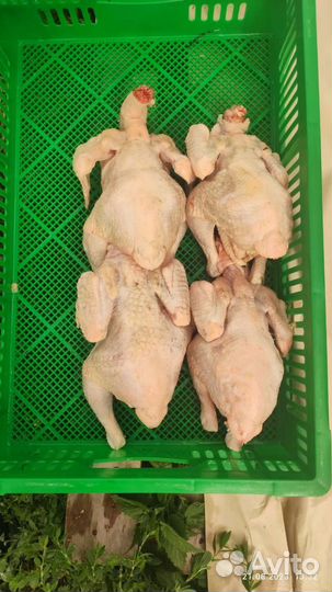 Цыплята бройлеры на мясо