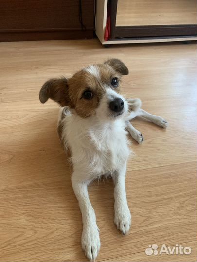 Отдам в добрые руки