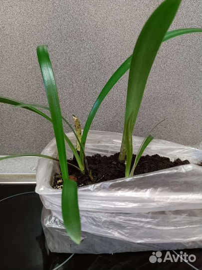 Гиппеаструм красный