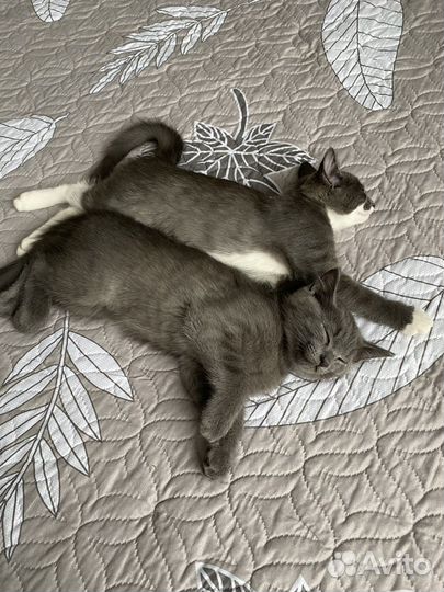 Котята помесь