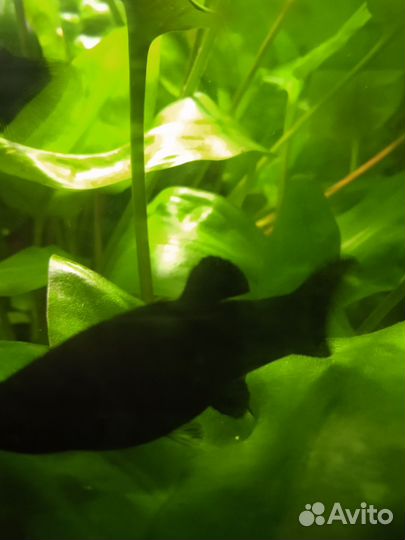 Моллинезия самочки взрослые размер 4 см