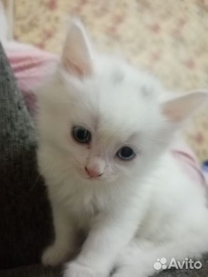 Белые Котята турецкой ангоры