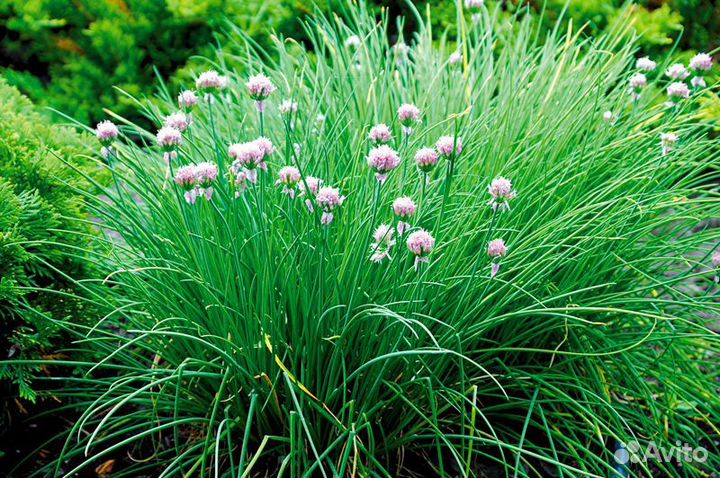 Лук шнитт / многолетний лук