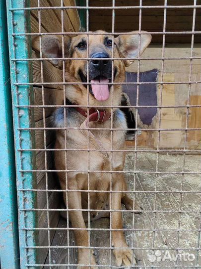 Ласковая послушная собачка из приюта ищет семью