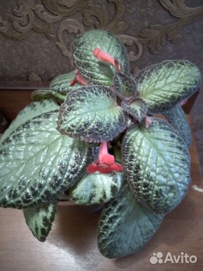 Цветы домашние