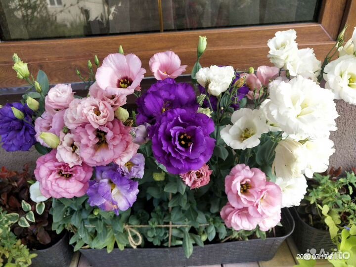 Саженцы декоративных, пряных, цветущих