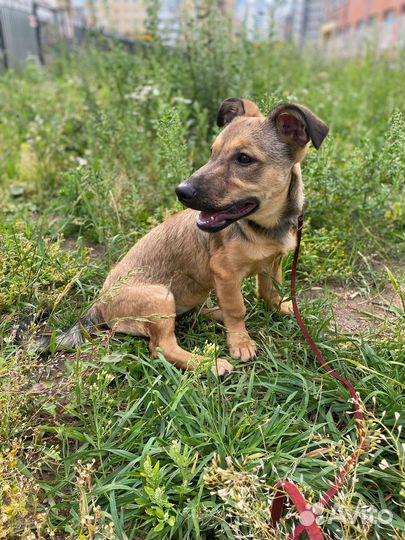 Собака девочка