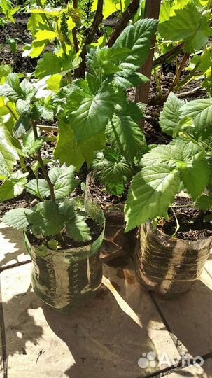 Саженцы плодовых кустарников