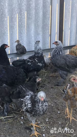 Цыплята породы Брама