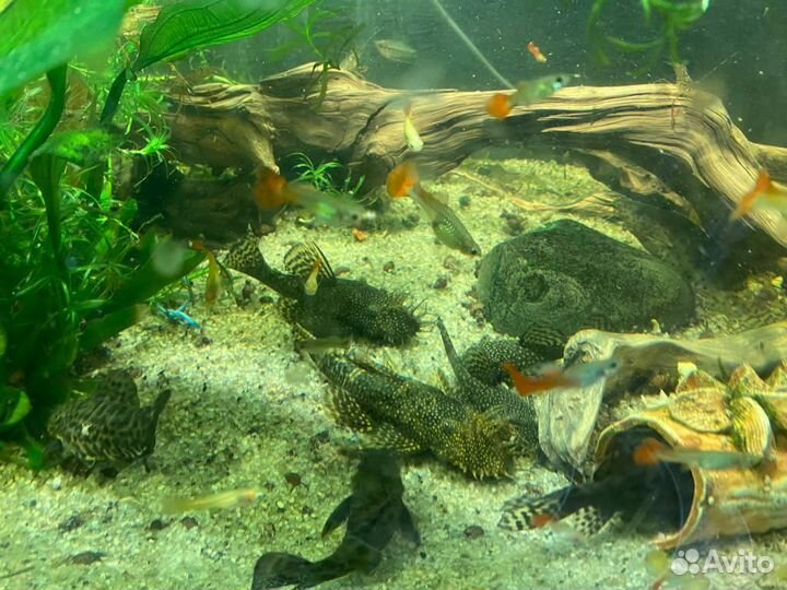 Артемия пастеризованная 100 гр