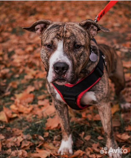 Кинолог, дрессировка собак