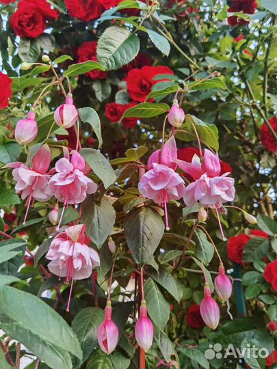 Фуксии сортовые