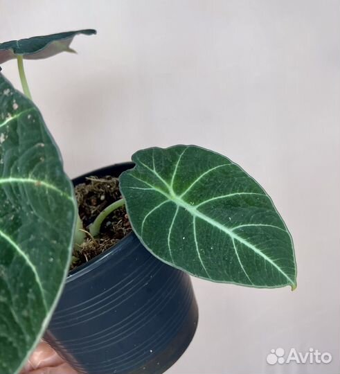 Алоказия black velvet pink