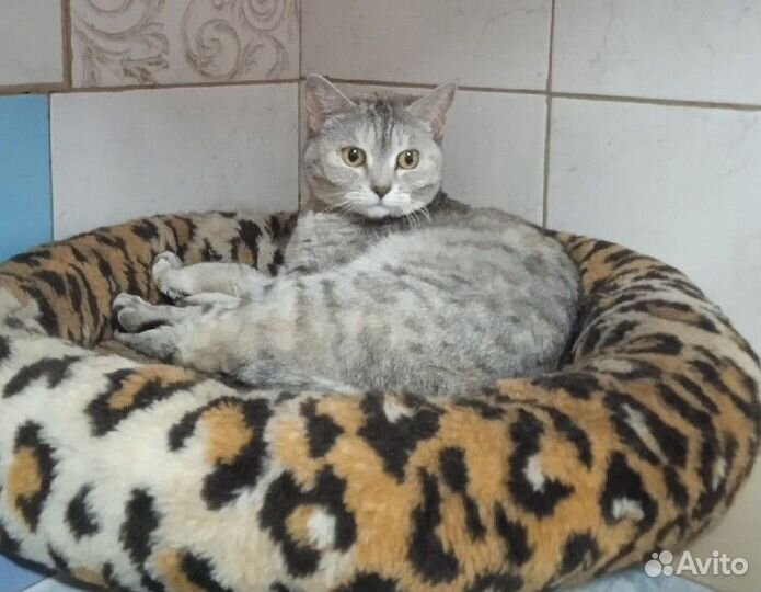 Котик Михалыч в добрые руки