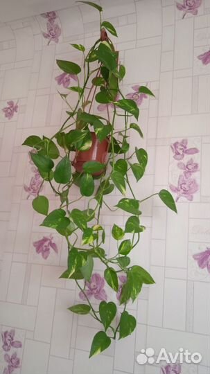 Сциндапсус