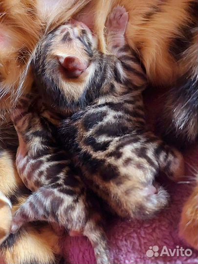 Бенгальская