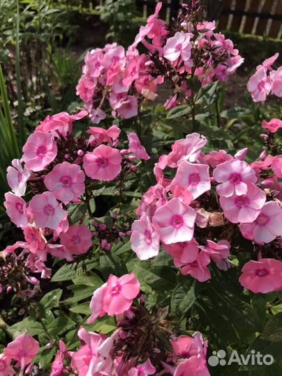 Флокс метельчатый