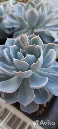 Суккуленты Эхеверия