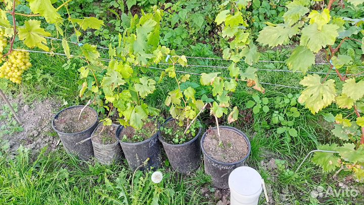 Саженцы винограда