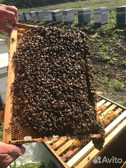 Бакфаст Карника Кордован пчеломатки F1