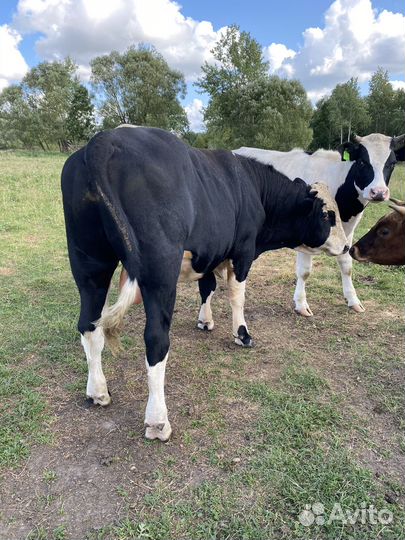 Быки на племя