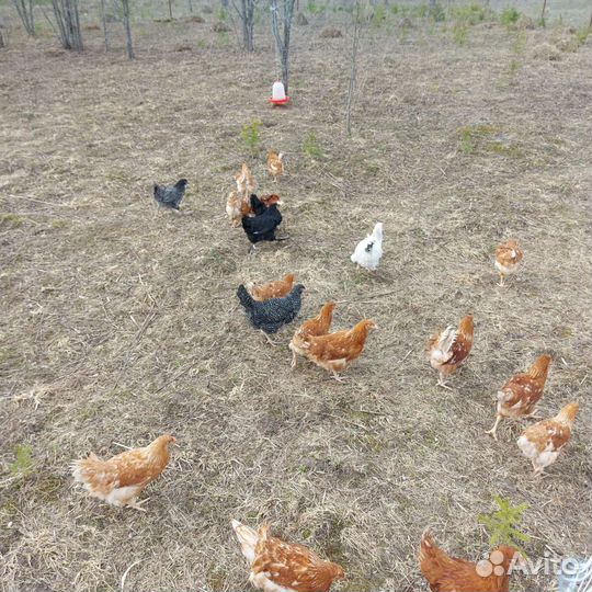 Домашние куриные и перепелиные яйца