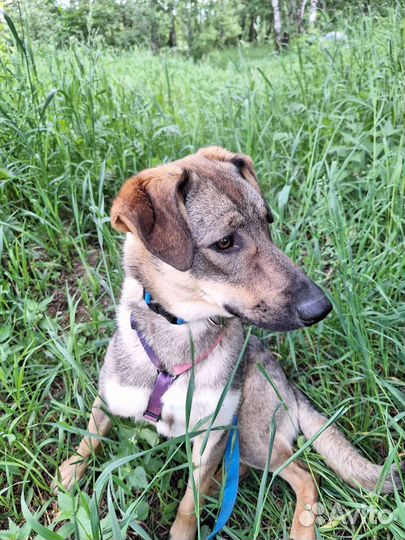 Улыбчивый щенок ищет дом